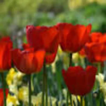 Red Tulip Flower
